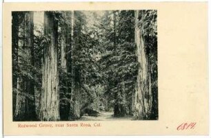 Santa Rosa. Redwood Grove, near Santa Rosa, Cal.