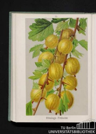 Hönings Früheste.
