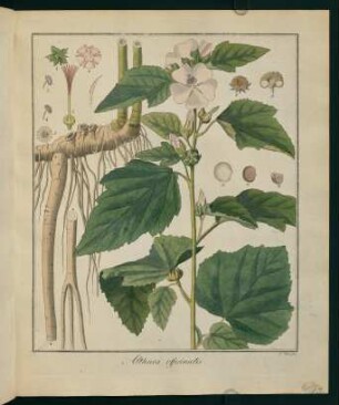 13r, Althaea officinalis