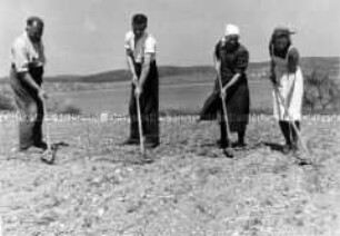 Arbeitsmaiden des Reichsarbeitsdienstes beim Unkrauthacken