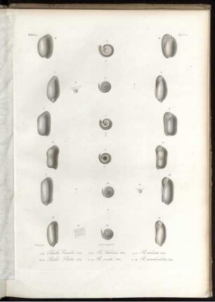 Tab. IV. bis