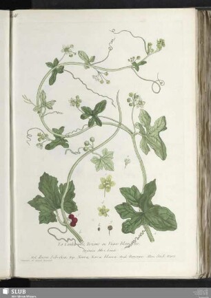 La Couleu vrèe, Brione ou Vigne Blanche