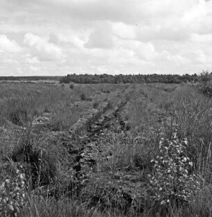 Nienwohlder Moor: Blick auf Moorfläche mit Gräben: vorn Sträucher: im Hintergrund Bäume