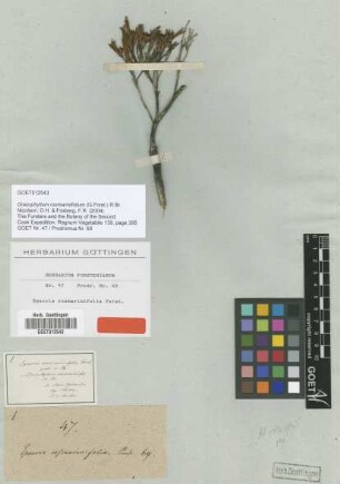 Epacris rosmarinifolia G.Forst. [type]