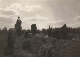 Lüneburger Heide. Wacholder (Juniperus)