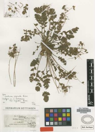 Erodium romanum (Burm.f.) L'Hér. var. Boiss. rupestre[isotype]