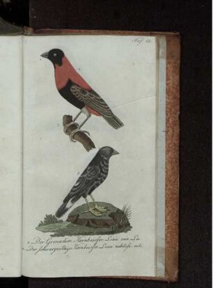 Taf. 12. Der Grenadier. Kernbeisser.