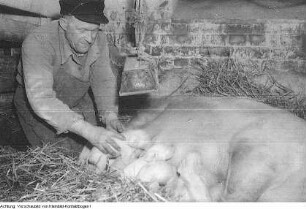 Landwirtschaft, November - Dezember 1959