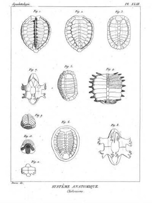 Pl. XLIII. Systême Anatomique. Chéloniens.