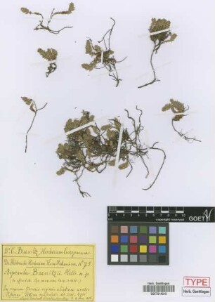 Asperula baenitzii Heldr. ex Boiss.[type]