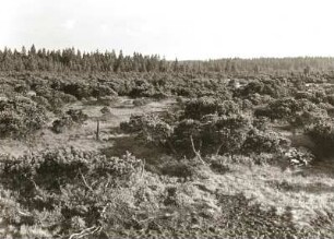 Erzgebirge. Großer Kranichsee nordöstlich von Graßlitz. Krummholzkiefern und Knüppelweg