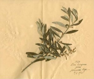Oleaceae Olea europaea Linné, Carl von (1707 - 1778) [Jerusalem, Yerushalayim, El Quds, Al-Quds, Al Quds, El Quds Esh Sherif, Al-Muqaddas, Jérusalem, Gerusalemme, Jerusalén, Aelia Capitolina, Colonia Aelia Capitolina, Hierosolyma, Urusalim, Jerusalem]