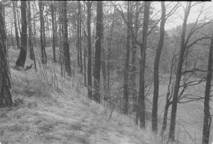 Blösaer Schanze. : Brězowske hrodźišćo.