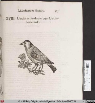 Carduelis quadrupes cum Carduo Tomentoso.
