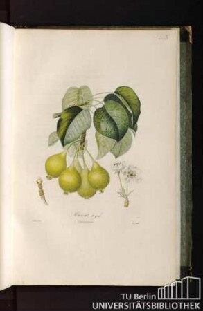 Pl. LIX. Muscat royal.