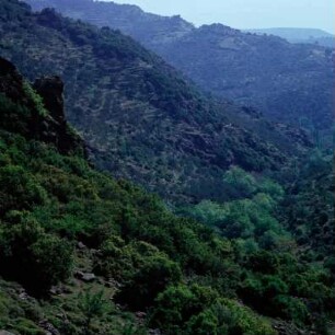 Lesbos. Macchia-Landschaft auf den Vulkanschollen am Korakas