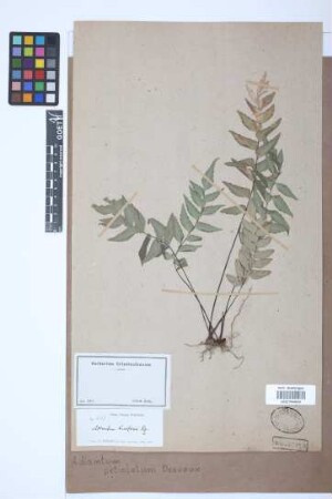 Adiantum petiolatum