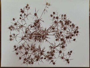 Distel