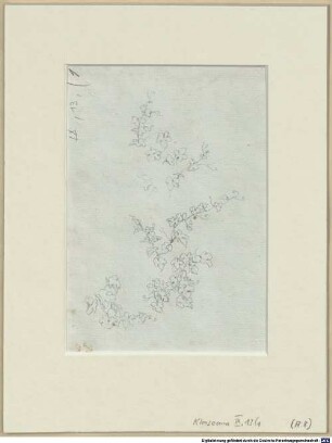 Nachlass von Leo von Klenze (1784-1864) - BSB Klenzeana. IX.13, Pflanzenstudien, Zeichnungen aus Italien, Griechenland, Frankreich, ehem. Jugoslawien (Kroatien) und Deutschland - BSB Klenzeana IX.13