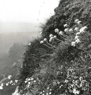 Alpine Matte, Kalkbiotop) an einem Hang mit Edelweiß (Leontopodium alpinum), Taubenkropf-Leimkraut (Silene cucubalus) und Quendel, Sandthymian (Thymus serpyllum). Ceahlau, Ostkarpaten