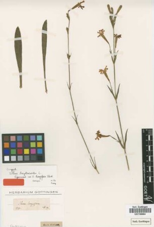 Silene longiflora Ehrh. [type]