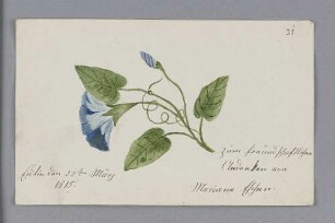 Mariane Eschen. – Eutin, 22.03.1815