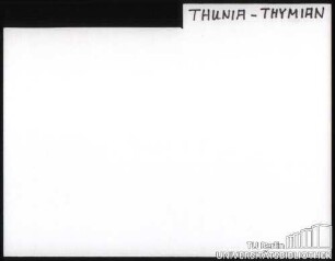 THUNIA-THYMIAN