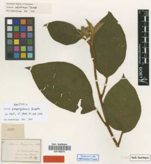 Solanum velutinum Dunal