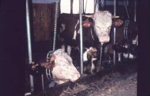 Fotografie: Anbindestall, Bullenmast, Futtertisch, Futtervorlage, Tränkebecken