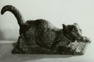 Neugierige und ängstliche Katze