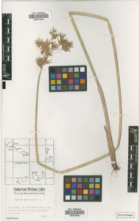 Cyperus articulatus L.