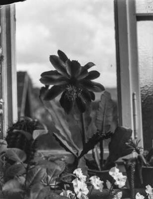Kaktusblüte : Blüte eines Phyllokaktus auf einem Balkon in Jena.