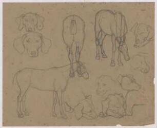 Tierstudien : Hundeköpfe und schlafende Hunde; Pferde seitlich und von hinten dargestellt