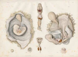 Embryogenese beim Menschen
