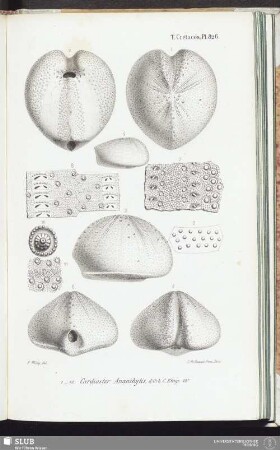 T. Crétacés, Pl. 826