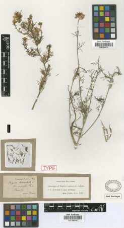 Nigella tuberculata Griseb. [lectotype]