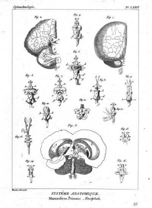 Pl. LXXIV. Systême Anatomique. Mammifères. Poissons, Encéphale.