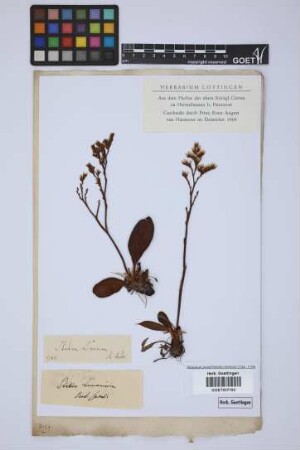 Statice limonium L.