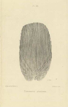 Plate LXVIII. Scale of Tomocerus plumbeus.