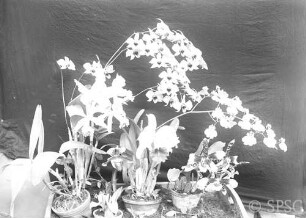 Potsdam, Gewächshaus, Orchideen.