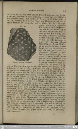 Fig. 65. Siegelbaumrinde (Sigillaria)