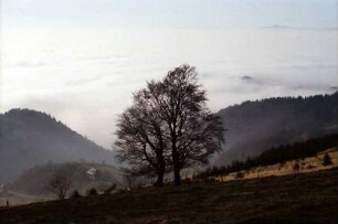 Schauinsland: Kahle Bäume im Gegenlicht