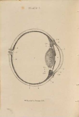 A manual of the diseases of the eye