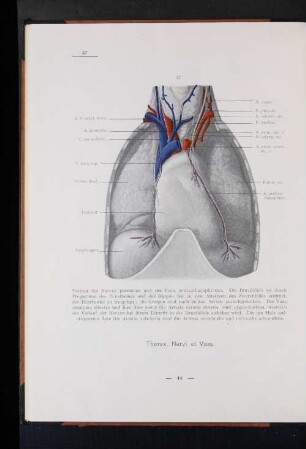 Thorax, Nervi et Vasa.