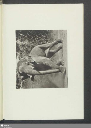 Gefangener Elefant