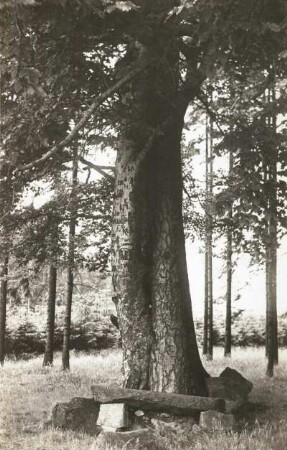 Rotbuche (Fagus sylvatica) mit eingeschnittenen Monogrammen im Doppelstamm und Steinbank