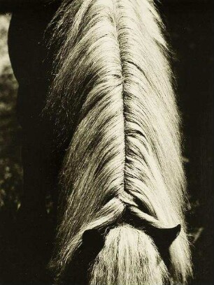 Haflinger Mähne
