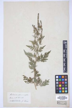 Ambrosia artemisiifolia L.