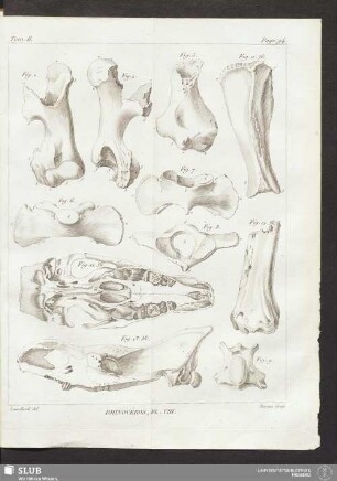 Rhinocéros Pl. VIII