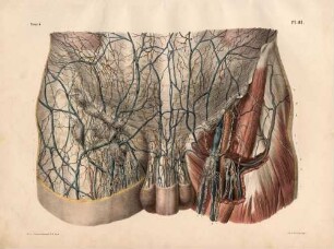 Lymphdrüsen und Lymphgefäße in der Leistenregion